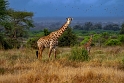 Tsavo East National Park (3)